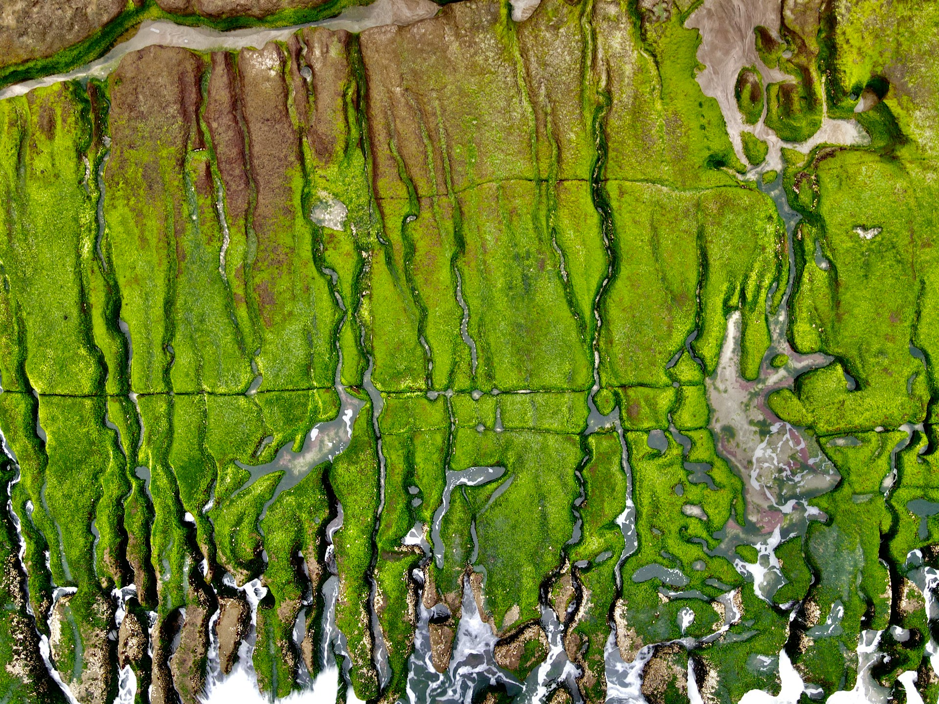 bitnost algi za zdravlje